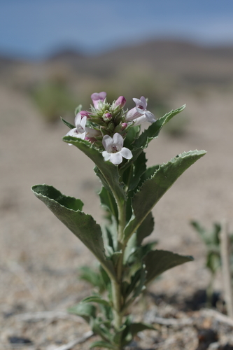 Nevada sanddune beardtongue (Penstemon arenarius)