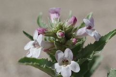 Penstemon arenarius