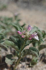 Penstemon arenarius