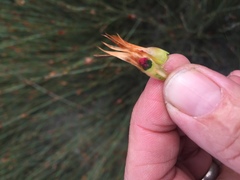 Willdenowia incurvata