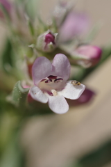 Penstemon arenarius