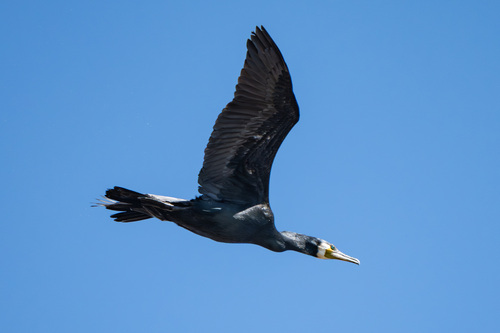 Great Cormorant