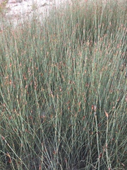 Willdenowia incurvata