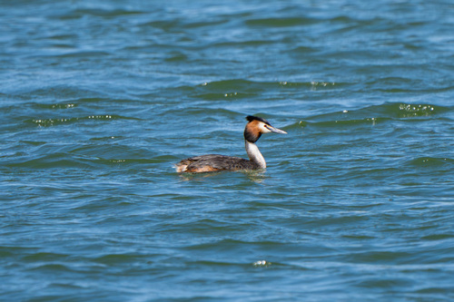 Great Crested Grebe