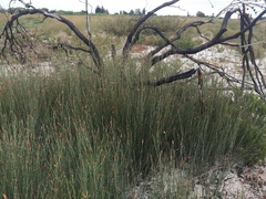 Willdenowia incurvata