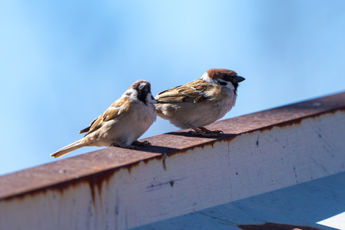 Eurasian Tree Sparrow