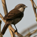 Hume's Whitethroat - Photo (c) J.M.Garg, some rights reserved (CC BY-SA)