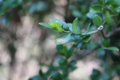 Monarthropalpus flavus