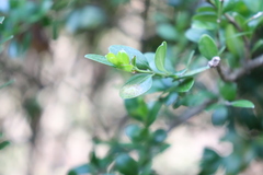 Monarthropalpus flavus