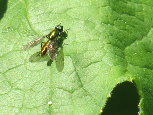 Sargus viridis photo 3