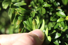 Monarthropalpus flavus