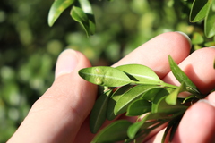 Monarthropalpus flavus