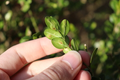 Monarthropalpus flavus