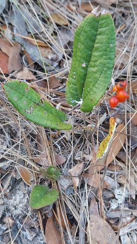 sarsaparilla vine (Smilax pumila)