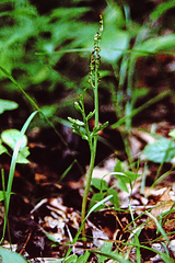 Botrychium angustisegmentum