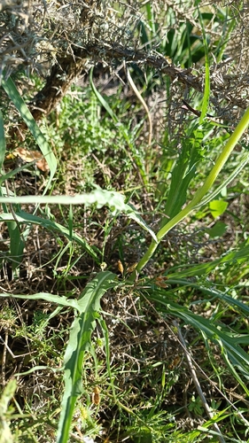 Scorzonera hispanica iNat (1)