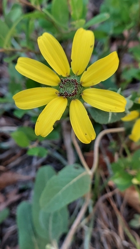 Soft Greeneyes (Berlandiera pumila)