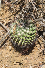 Mammillaria carnea