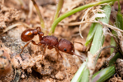 Pogonomyrmex pima