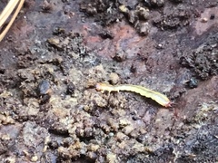 Dendroides canadensis