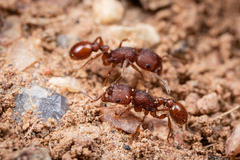 Pogonomyrmex pima