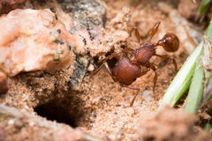 Pogonomyrmex pima