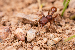 Pogonomyrmex pima