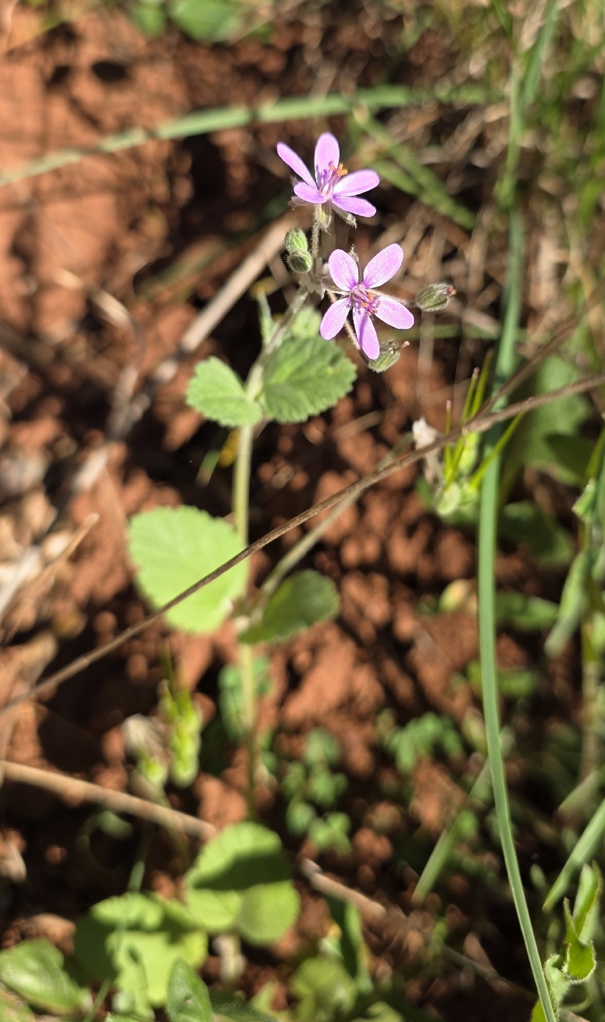 Mediterranean Stork's Bill (Erodium malacoides)
