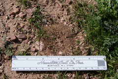 Pogonomyrmex pima