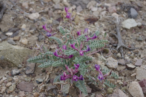 Needle Mountain milkvetch (Astragalus eurylobus)