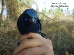 Cyanocompsa parellina