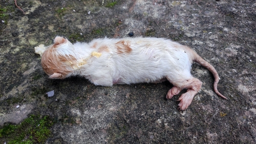 Domestic Cat