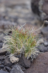 Blepharidachne kingii