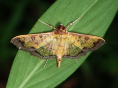Ategumia ebulealis