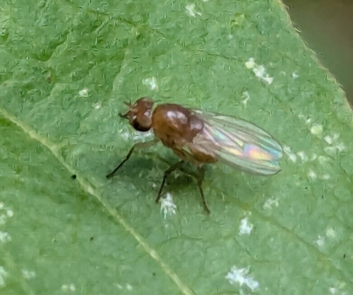 Homoneura unguiculata observed 2026-04-04