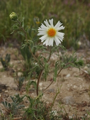 Layia pentachaeta albida