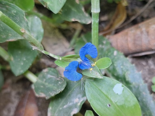 Scrambling Dayflower