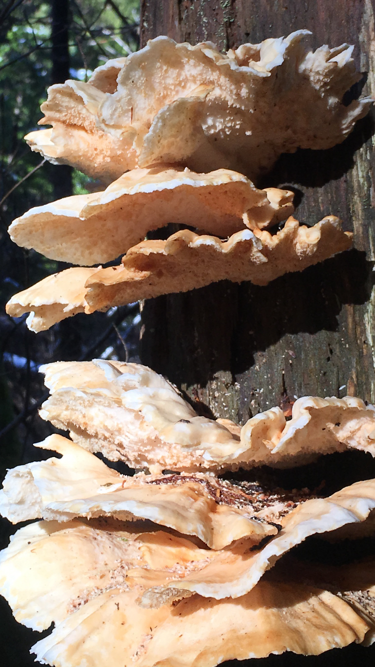 Laetiporus conifericola image
