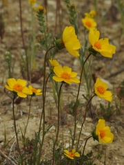 Leptosyne calliopsidea