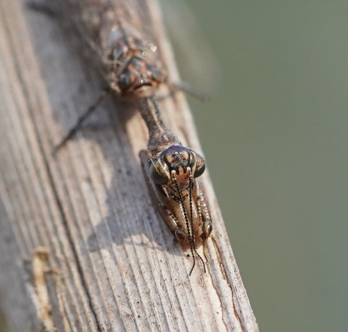 Theristria hillieri