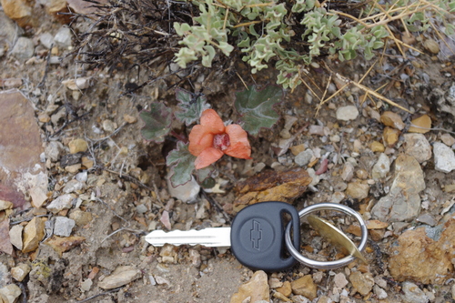 Sphaeralcea caespitosa var. williamsiae