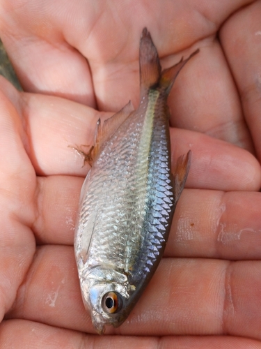 Psalidodon eigenmanniorum