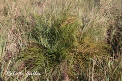 Allagoptera campestris