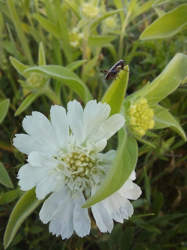 Lomelosia prolifera, photograph 5