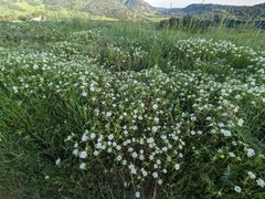 Lomelosia prolifera, photograph (c) Marios Thoma, some rights reserved (CC BY)