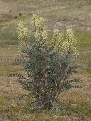 Astragalus oxyphysus
