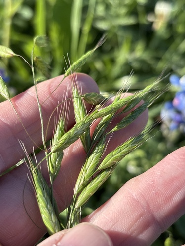 Japanese brome (Bromus japonicus)