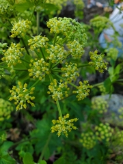 Smyrnium olusatrum