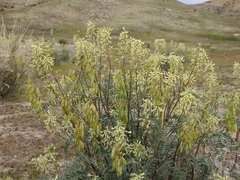 Astragalus oxyphysus