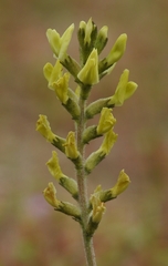 Astragalus lentiginosus nigricalycis